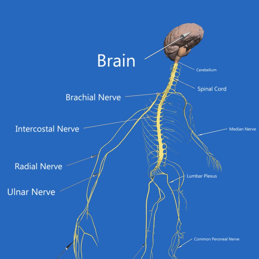 3d Nerve Chart