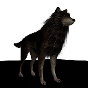 wolf with animations