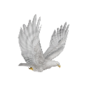 white eagle fast fly