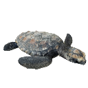 Hawksbill Sea Turtles
