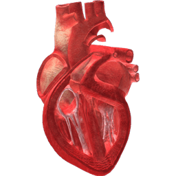 Blood Flow Through The Heart