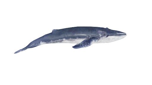 Blue Whale - Textured